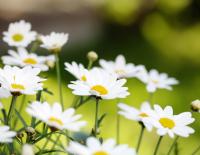 Hilfe aus der Natur: 4 Heilpflanzen gegen Blähbauch, Schwellungen & Co.
