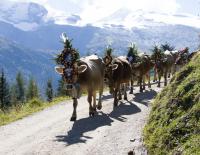 Almabtrieb Tux Finkenberg