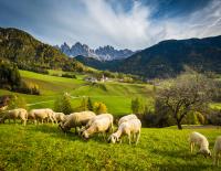 Oskar und das Brillenschaf