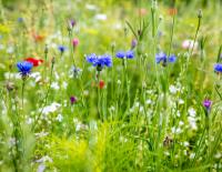 Die besten (Wild-)Kräuter für Läufer