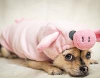 4 effektive Tricks gegen den inneren Schweinehund