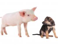 Den inneren Schweinehund bekämpfen mit Routine