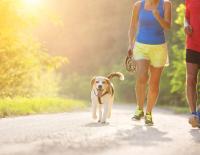 Dogging: Was beachten beim Laufen mit Hund?