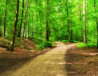 Oh, wie schön ist die Forststraße: Über die Suche nach der Königin unter den Bikestrecken