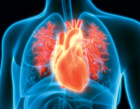 Wunderwerk in der linken Brust: Krafttraining stärkt das Herz