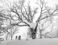 Bergauf, bergab oder von allem etwas: So findest du den perfekten Tourenski