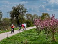 Frühlingshaftes Losradeln: Genussvolle Radveranstaltung im Nordburgenland