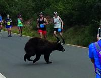 Schwarzbär crasht 10-Meilen-Lauf in Colorado / Bild: Donald Sanborn