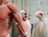 Faszientraining / Bild: istock / cudazi