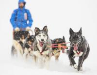 In der Wildnis Skandinaviens: Die Anmeldung für den Fjällräven Polar 2017 startet im November! / Bild: Fjällräven