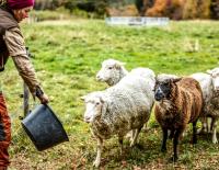 Projekt Schwedische Wolle: Fjällräven für mehr Transparenz bei der Wollproduktion / Bild: Fjällräven © Projekt Schwedische Wolle: Fjällräven für mehr Transparenz bei der Wollproduktion / Bild: Fjällräven Projekt Schwedische Wolle: Fjällräven für mehr Transparenz bei der Wollproduktion / Bild: Fjällräven