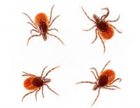 Vorsicht im Freien: Die 7 wichtigsten Infos gegen Zecken / Bild: iStock / humonia