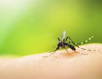 Gelsen-Alarm: 5 stichhaltige Fakten, die du über die fliegenden Blutsauger wissen solltest / Bild: iStock / auimeesri