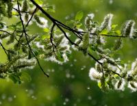 Gratis Allergiker-App der Med Uni Wien liefert 3-Tages-Prognose / Bild: iStock / Alkimson © Gratis Allergiker-App der Med Uni Wien liefert 3-Tages-Prognose / Bild: iStock / Alkimson Gratis Allergiker-App der Med Uni Wien liefert 3-Tages-Prognose / Bild: iStock / Alkimson