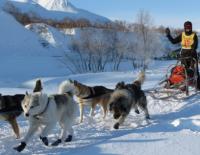 Husky Schlittenfahrt / Bild: