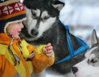 Eines von vielen Ausflugszielen in den Kitzbüheler Alpen ist die Huskyranch in Angerberg. / Bild: Martin Eigentler © Eines von vielen Ausflugszielen in den Kitzbüheler Alpen ist die Huskyranch in Angerberg. / Bild: Martin Eigentler Eines von vielen Ausflugszielen in den Kitzbüheler Alpen ist die Huskyranch in Angerberg. / Bild: Martin Eigentler