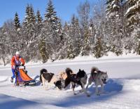 3-Tages-Schlittenhundekurse im Tiroler PillerseeTal / Bild: WMP