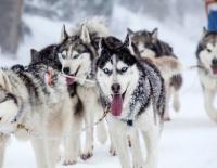 Schlittenhundefahren / Bild: istock / 8213erika