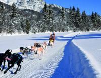 Größtes Hundeschlittencamp der Alpen ab Mitte Jänner im Pillerseetal / Bild: WMP