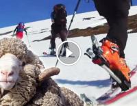 Skitour Video Blog - Folge 2: Qualität, Funktion und Pflege von Merinowolle / Bild: high life / iStock / JohnCarnemolla
