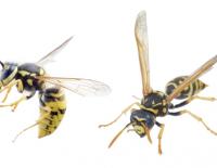 Wespen im Anflug: 5 Tipps gegen fiese Stiche / Bild: iStock / Trifonov_Evgeniy