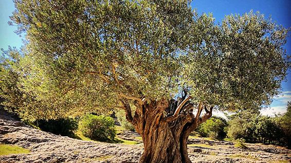 5 Dinge, die du über Olivenöl wissen solltest
