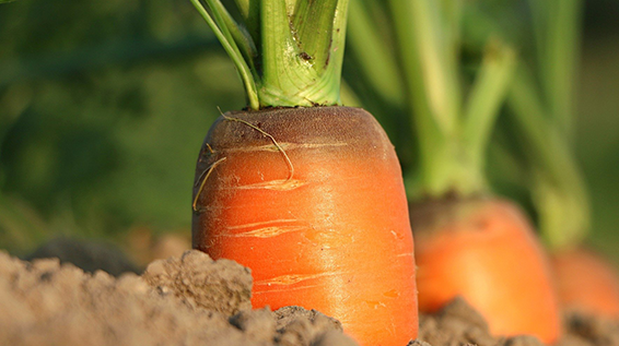 Mehr Orange im Leben: 5 Gründe, warum Karotten gut für deine Gesundheit sind