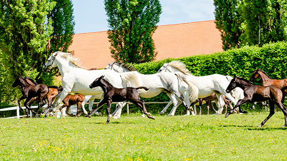 Lipizzanergestüt Piber