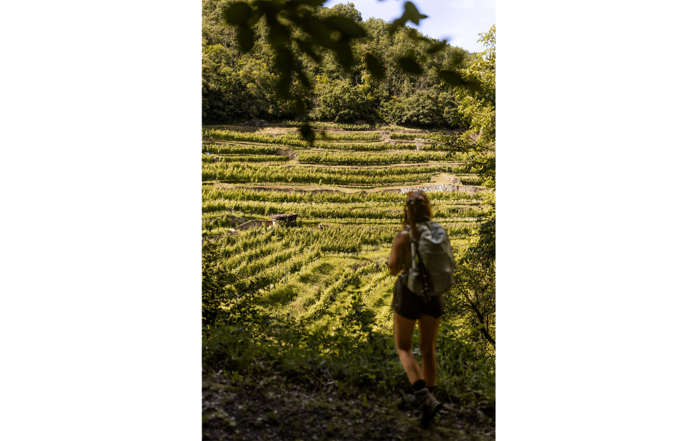 Kühle Auszeit in der Wachau: Wandern, wo der Sommer seine beste Seite zeigt