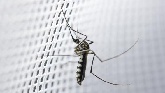 Gelsen-Alarm: Abwehrtaktik / Bild: iStock / Damrongpan Gelsen-Alarm: Abwehrtaktik / Bild: iStock / Damrongpan