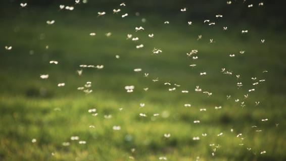 Gelsen-Alarm: Krankmacher / Bild: iStock / tepic Gelsen-Alarm: Krankmacher / Bild: iStock / tepic