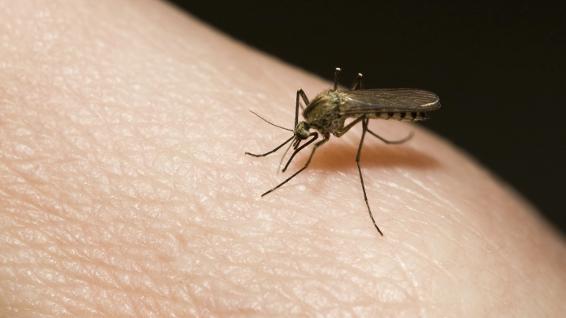Gelsen-Alarm: Schnell und lautlos / Bild: iStock / W1zzard Gelsen-Alarm: Schnell und lautlos / Bild: iStock / W1zzard