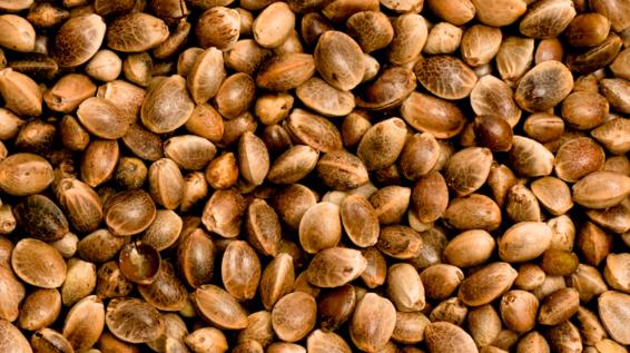 Gesunde Ernährung: 5 Fakten über Hanfsamen / Bild: iStock