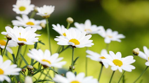 Hilfe aus der Natur: 4 Heilpflanzen gegen Blähbauch, Schwellungen & Co. / Bild: iStock / stocksnapper Hilfe aus der Natur: 4 Heilpflanzen gegen Blähbauch, Schwellungen & Co. / Bild: iStock / stocksnapper
