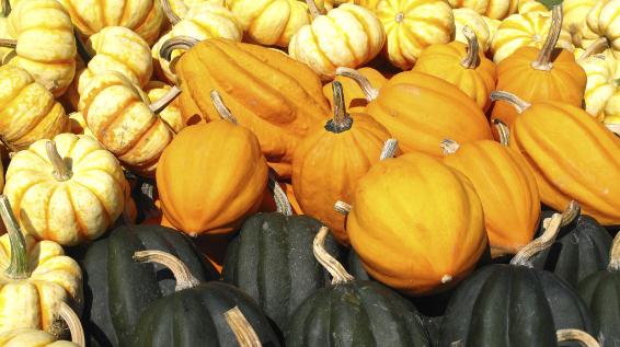 Runde Sache: Eichelkürbis / Bild: iStock Runde Sache: Eichelkürbis / Bild: iStock