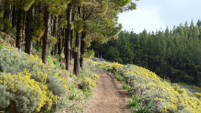 Ruta del Roque Saucillo © senderosypaisajesgrancanaria.blogspot.co.at