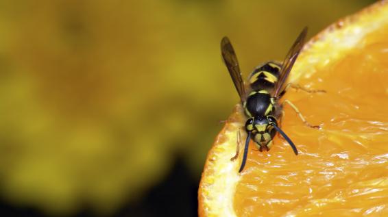 Wespen im Anflug: Das lockt, das blockt / Bild: iStock / alptraum