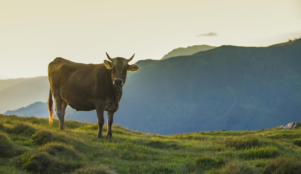 4 Tipps für den richtigen Umgang mit Rindern beim Wandern