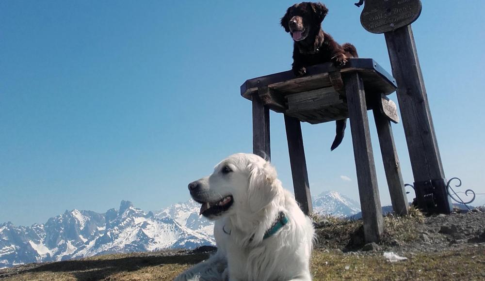 Unterwegs mit Wauwau: 5 Fragen zum Wandern mit Hund
