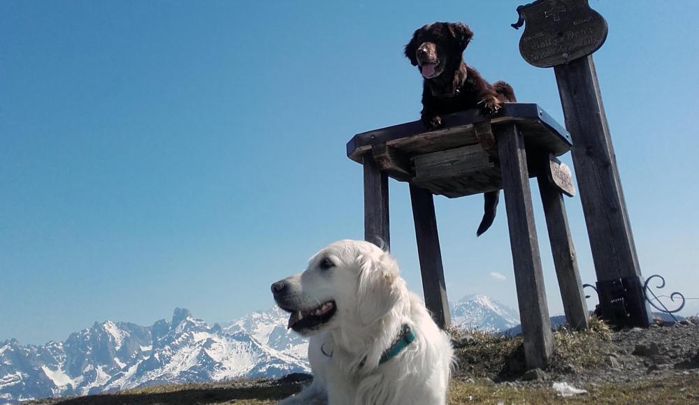 Unterwegs mit Wauwau: 5 Fragen zum Wandern mit Hund