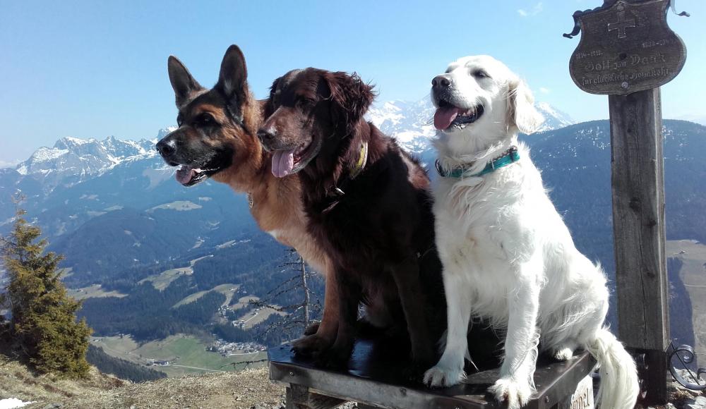 Unterwegs mit Wauwau: 5 Fragen zum Wandern mit Hund