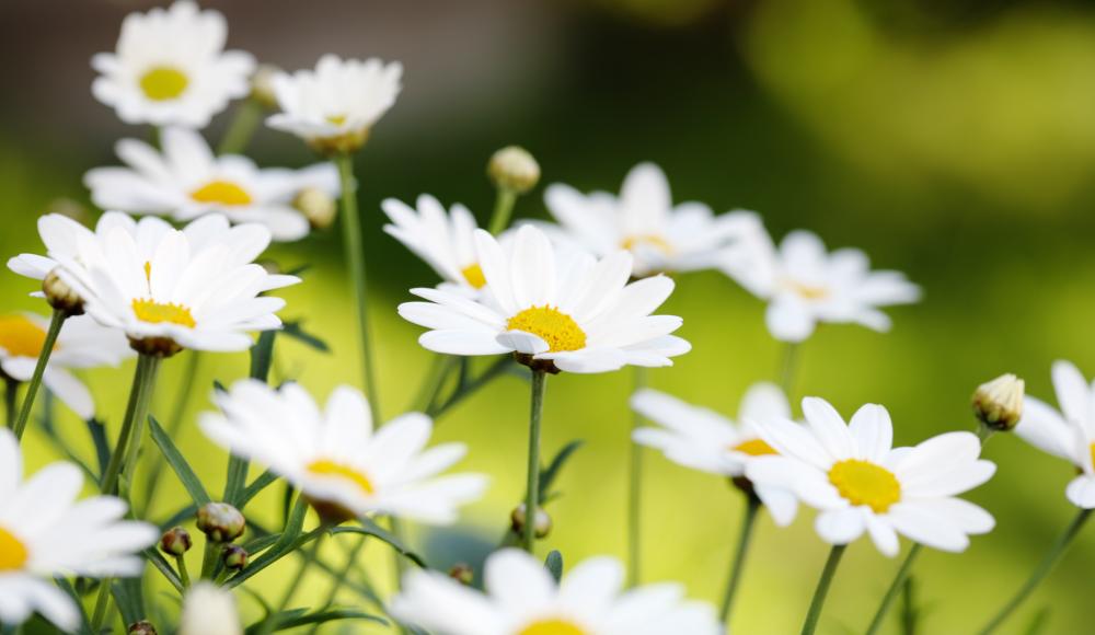 Hilfe aus der Natur: 4 Heilpflanzen gegen Blähbauch, Schwellungen & Co.