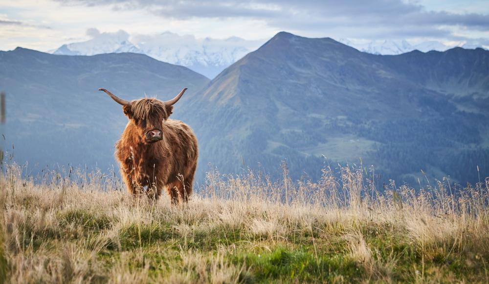 Herbstwanderungen in Saalbach