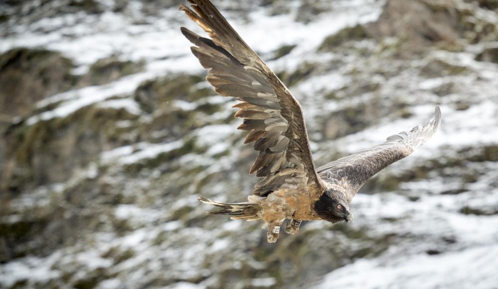 Hohe Tauern - Wildtiere