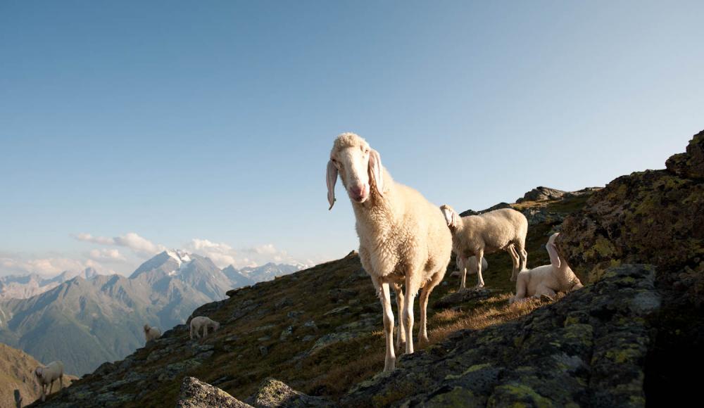 Stubai Herbst-Highlights Schafe