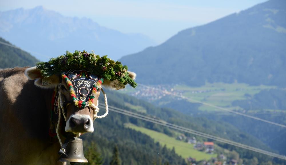 Stubai Herbst - Stammgästewoche Kuh