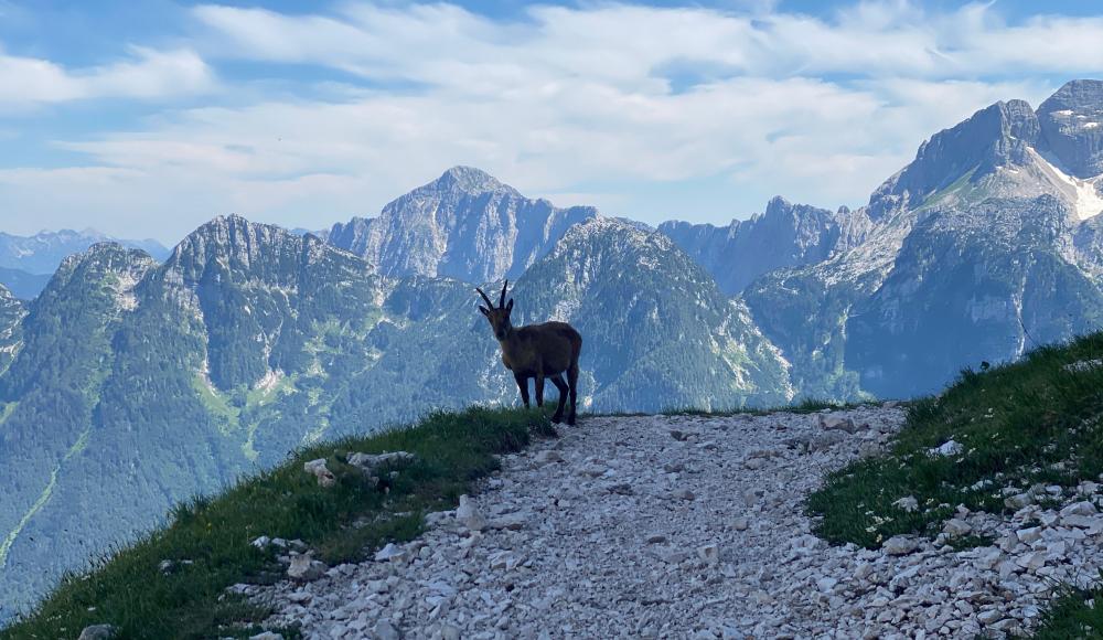 Alpe Adria Ultra Trail 2021: Lauf in den Garten Eden