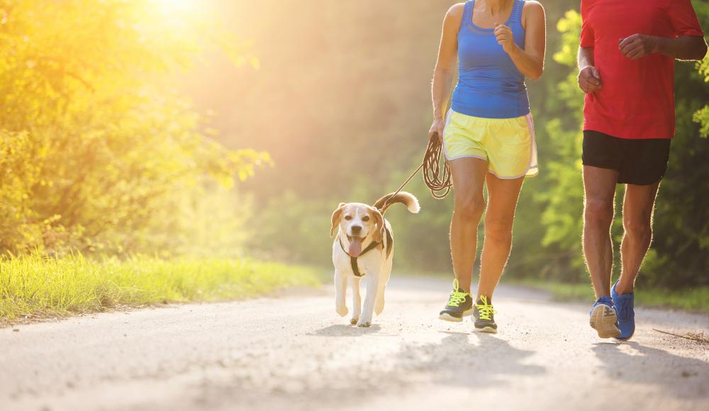 Dogging: Was beachten beim Laufen mit Hund?