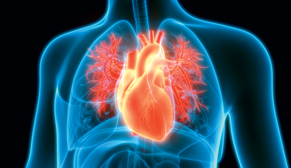 Wunderwerk in der linken Brust: Krafttraining stärkt das Herz