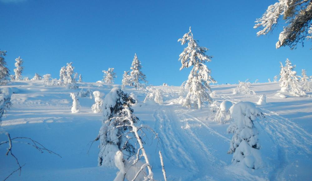 Langlauflust in Lappland: Was Finnlands Norden zum attraktiven Langlaufrevier macht